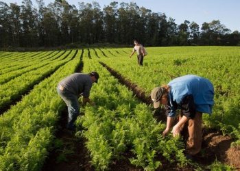Recursos para pequenos produtores, imagem no exterior, produção sustentável: especialistas apontam desafios de Lula no agro