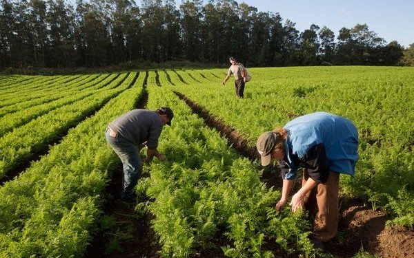Recursos para pequenos produtores, imagem no exterior, produção sustentável: especialistas apontam desafios de Lula no agro