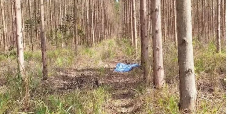Corpo de homem assassinado é encontrado em plantação de eucalipto em Pinheiros