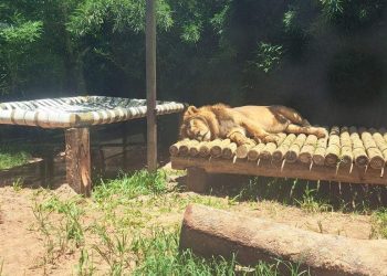 Morre em zoológico de Marechal Floriano o único leão do ES