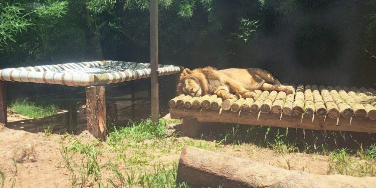 Morre em zoológico de Marechal Floriano o único leão do ES