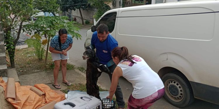Cachorro é espancado e enterrado vivo no Espirito Santo