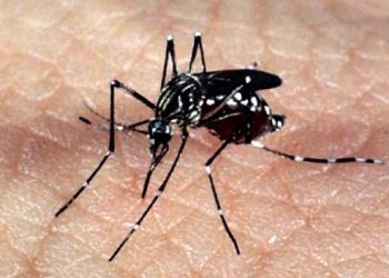 Notificações de zika vírus aumentam no país em relação a 2022
