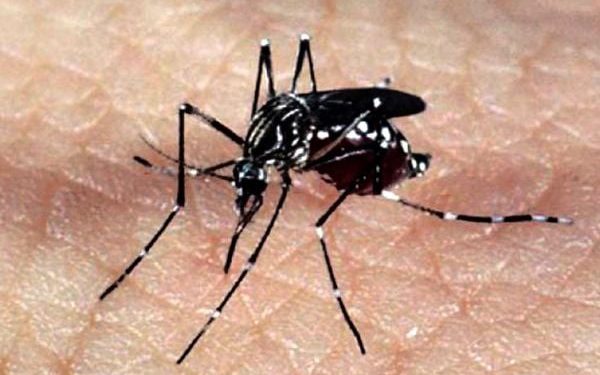 Notificações de zika vírus aumentam no país em relação a 2022
