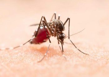 Dengue: ES registra quase 5,6 mil casos prováveis nas primeiras semanas de 2024