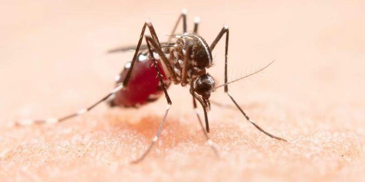 Dengue: ES registra quase 5,6 mil casos prováveis nas primeiras semanas de 2024