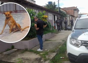Cão morre eletrocutado após encostar em fios na calçada de vizinhos