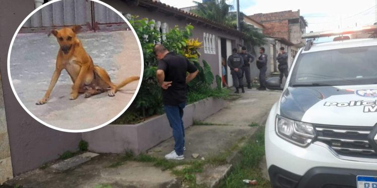 Cão morre eletrocutado após encostar em fios na calçada de vizinhos
