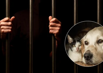 Cães e gatos vão ajudar na ressocialização de detentos em presídios