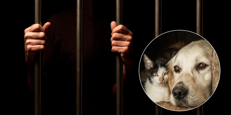 Cães e gatos vão ajudar na ressocialização de detentos em presídios