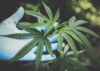 Em julgamento histórico, STF descriminaliza porte de maconha para consumo próprio