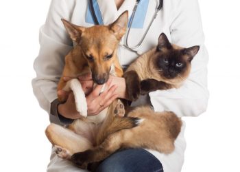 Prefeitura de Pinheiros inicia campanha de castração gratuita para cães e gatos e reforça compromisso com o bem-estar animal