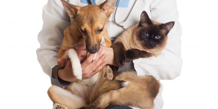 Prefeitura de Pinheiros inicia campanha de castração gratuita para cães e gatos e reforça compromisso com o bem-estar animal