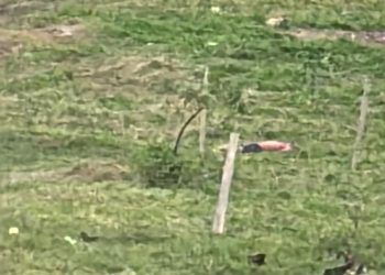 Tarde sangrenta em São Mateus: homem mata pessoa com problemas mentais e acaba morto por populares no bairro Morada do Lago